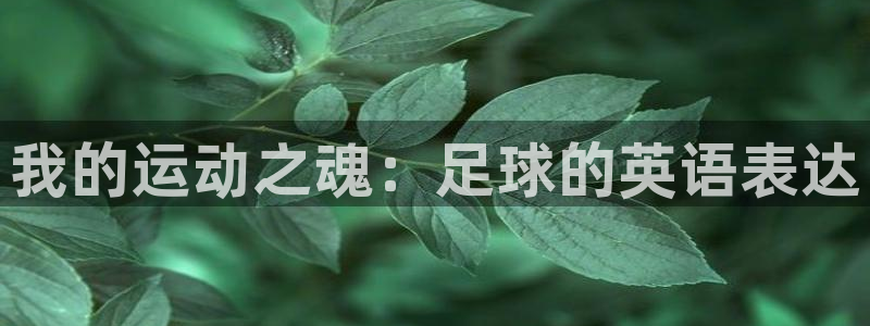 vsport体育官网下载平台注册要钱吗安全吗：我的运动之魂：